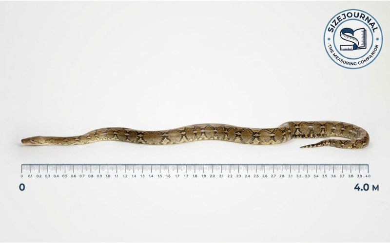 How Big is 4 Meters