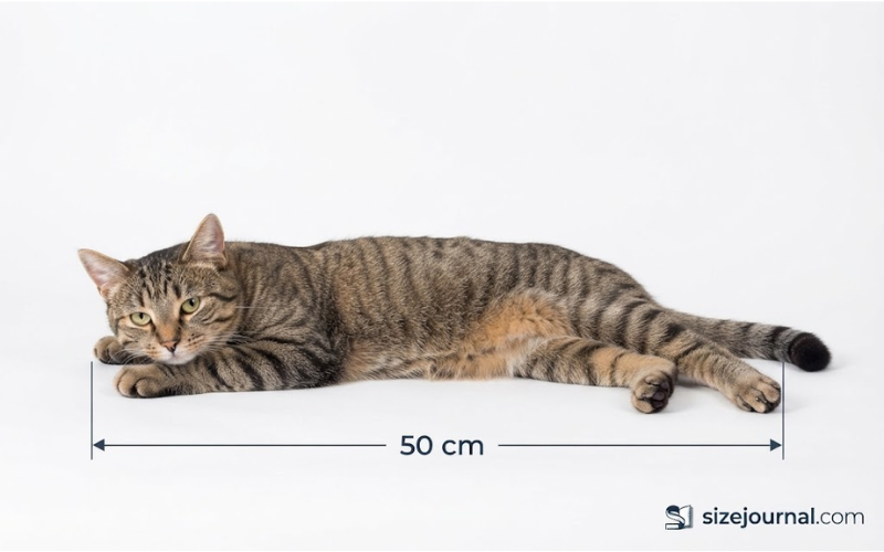 How Big is 50 cm
